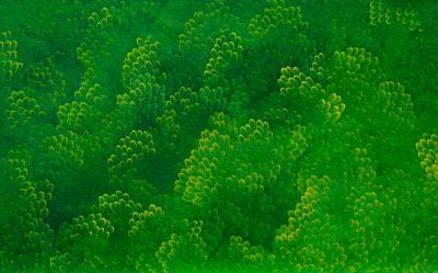 GreenForest, 2016 - 윤겸