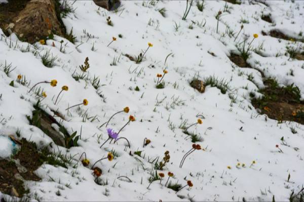 A Flower Falls and Becomes Earth — All Is of the Mind: Jeong Geumhui's Hwarakyito
