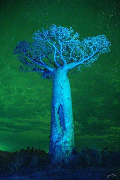 기억의 푸른 바오밥, Hahnemuhle Baryta FB, pigment ink-jet print 확인 중 - 이열