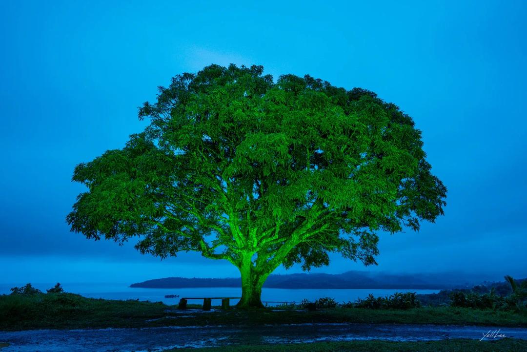 Yoll Lee, Mango tree_Sawani, 2023, pigment inkjet print, 138×99 cm