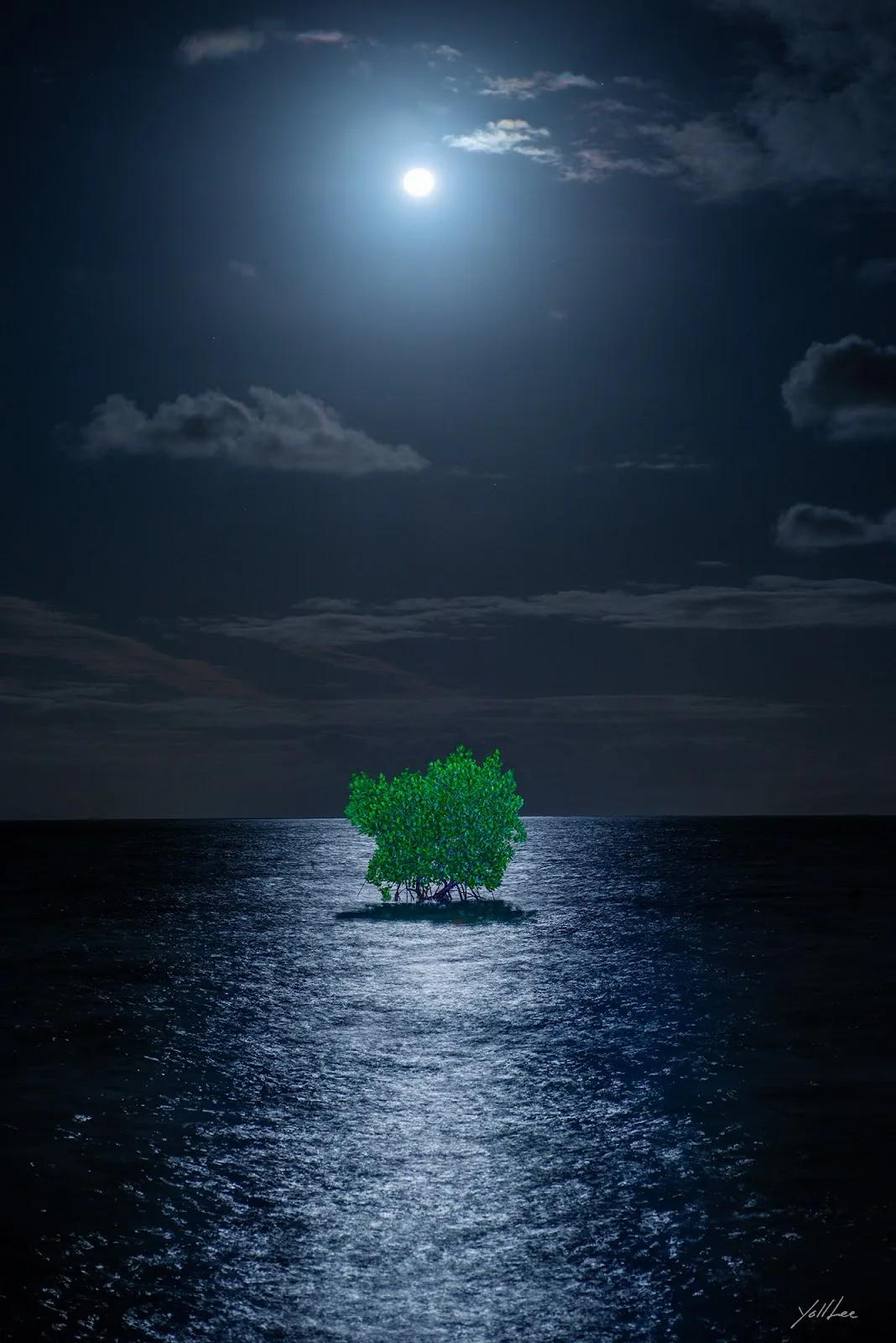 이열, 〈Moonlight Mangrove_Tokuo〉, 2023, 파인아트 프린트