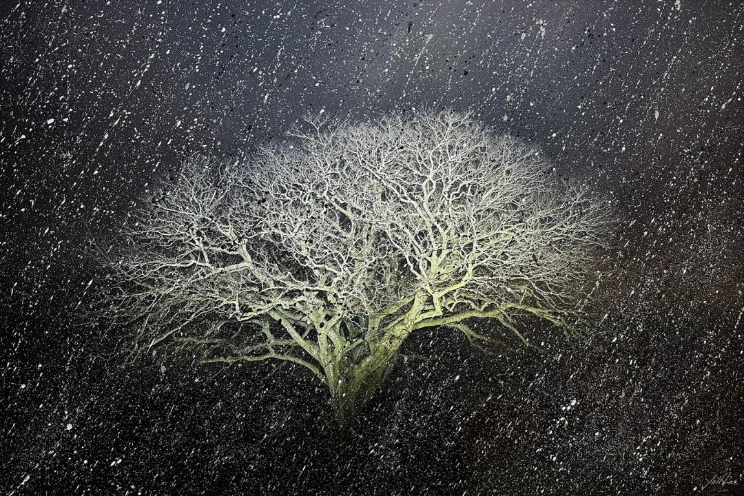 Yoll Lee, Jaeun-do Myeonjeon-ri Paeng Tree, 2025, pigment inkjet print, 138×94 cm