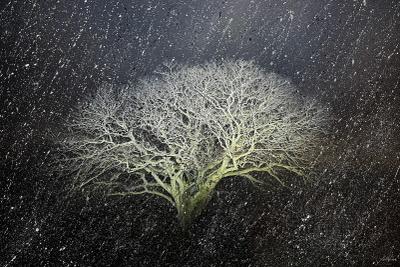 자은도 면전리 팽나무, Hahnemühle Baryta FB, pigment ink-jet print & acrylic paint 2025 - 이열