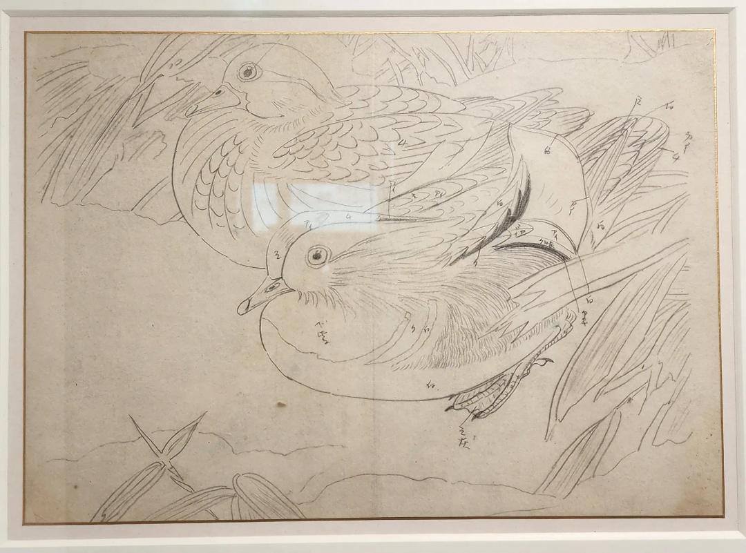 박생광, 〈원앙〉, 종이에 연필, 39x27.5cm — 깃털마다 색 지정 메모가 적힌 채색 이전 단계의 드로잉