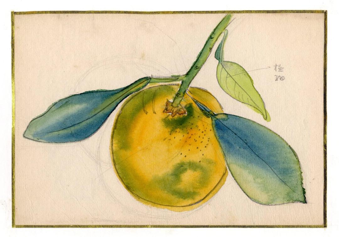 박생광, 〈귤〉, 종이에 수채, 연필, 21.6x15cm — 가는 금색 테두리 안의 종이 위에 노란 귤이 놓이고, 짧은 줄기에 푸른 잎 둘과 연두 잎 하나가 달려 있다